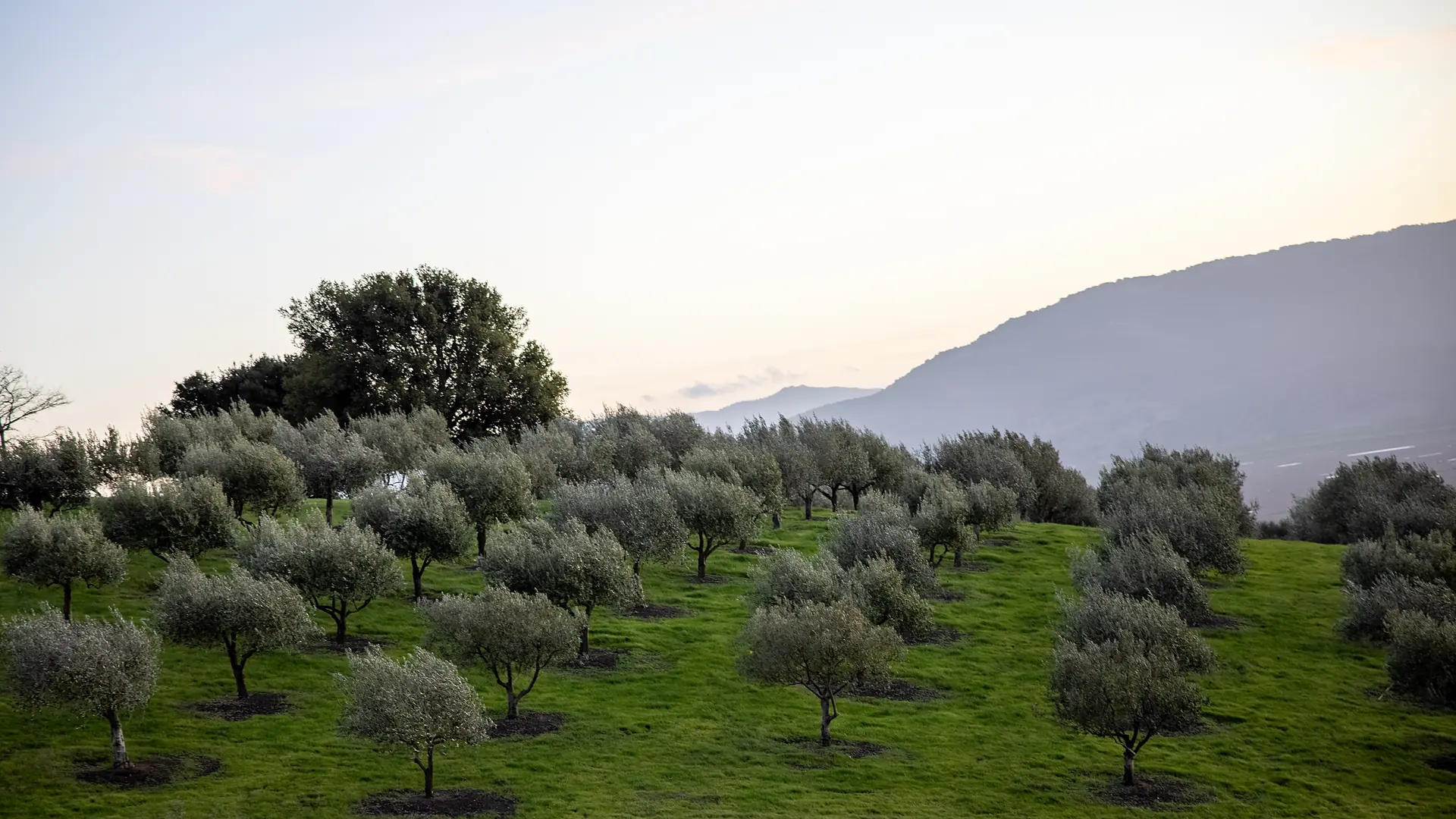 Des oliviers sur un coteau au crépuscule, les montagnes de l’arrière-pays derrière