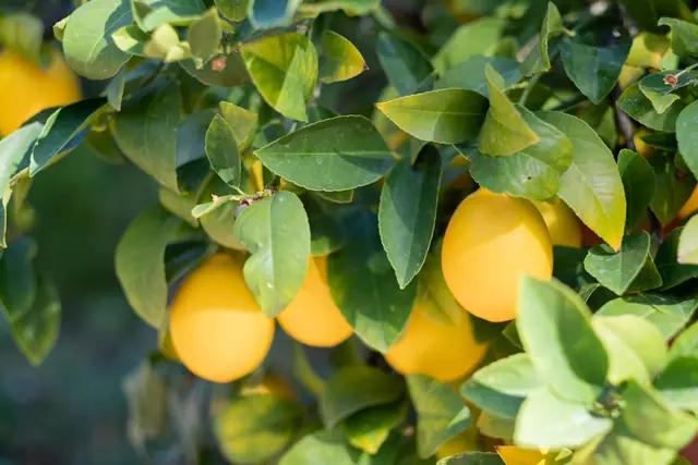 Un citronnier dans un jardin de Menton — Agrandir