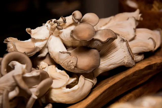 Des pleurotes sur une planche de bois